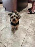 Cory - Yorkshire Terrier Stud