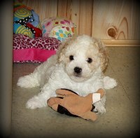 Gap Kennels Poodle Miniature breeder
