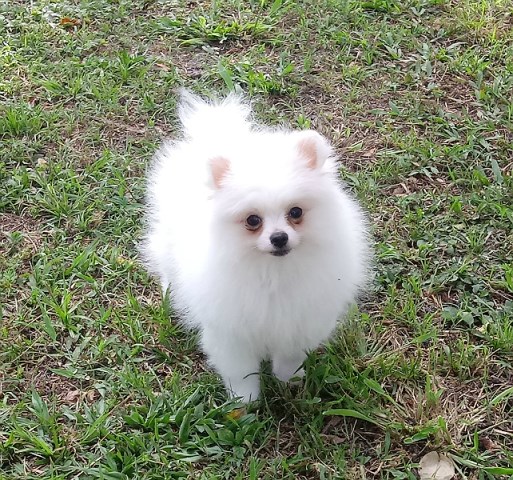 Pomeranian Breeder 26985