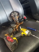 Darrell Perkins - Dachshund Stud