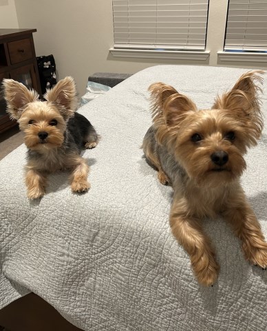 Yorkshire Terrier Stud 31825