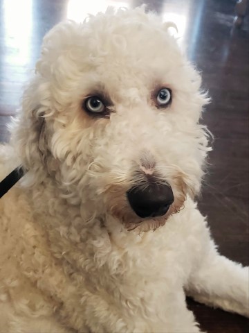 Poodle Standard Stud 30949