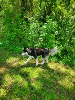 Honeyy - Siberian Husky Stud