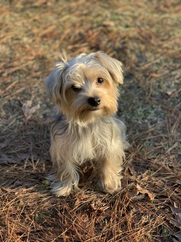 The Yorkie Poo Palace