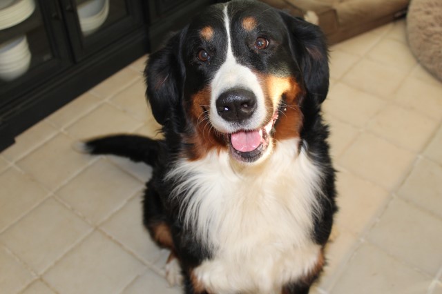 Harris Family Bernese Mountain Dogs