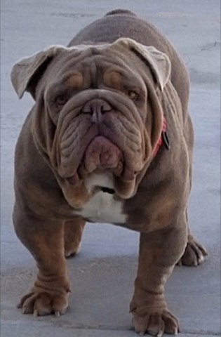 English Bulldog Breeder 26847