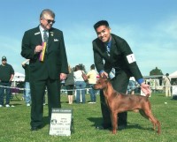 Magno Salva - German Pinscher Stud