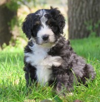 Integrity Bernedoodles Bernese Mountain Dog breeder