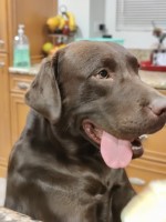 Johnny Garcia - Labrador Retriever Stud