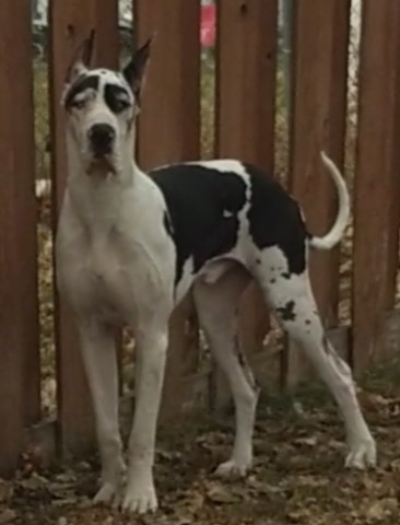 Equity Great Danes