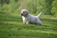 Dave & Claire Brown - Labrador Retriever Breeder Labrador Retriever breeder