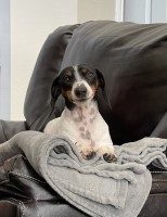 Mike - Dachshund Stud