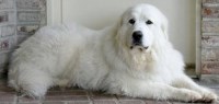 Kenny - Great Pyrenees Stud