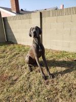 Cece - Great Dane Stud