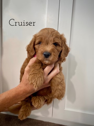 Goldendoodle Breeder 30549