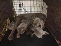 Alsup's Little River Labs Labrador Retriever breeder