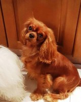 Lilly - Cavalier King Charles Spaniel Stud