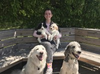 JJ Puppies Poodle Standard breeder