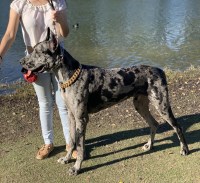 Stephanie - Great Dane Stud