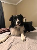 Sarah - Border Collie Stud