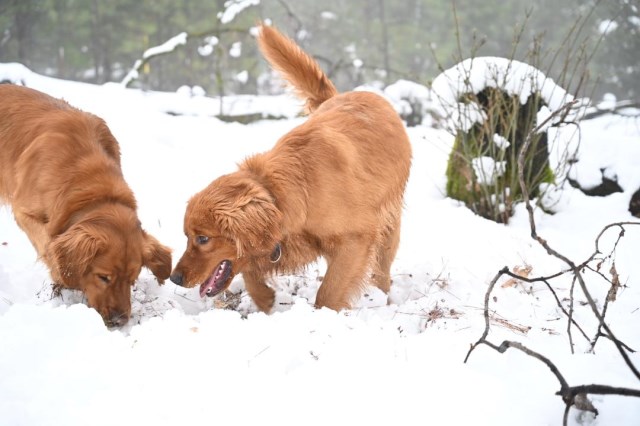 Golden Retriever Stud 31929