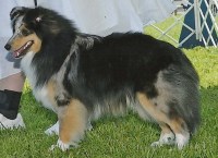 Wyndeway Shetland Sheepdogs Shetland Sheepdog breeder