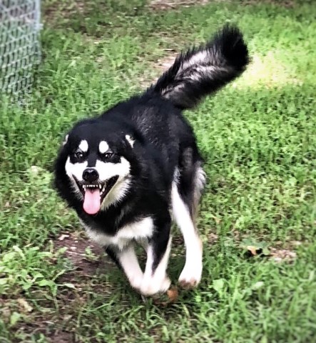 Alaskan Malamute Breeder 28821