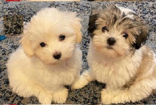 Maltipoo Puppies