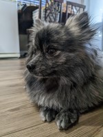 Jennifer - Pomeranian Stud