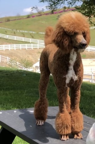 California Goldendoodles