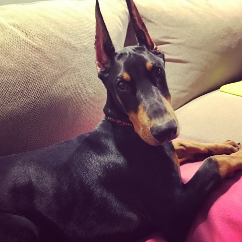 Doberman Pinscher Breeder 25921