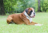 Boxer thumbnail