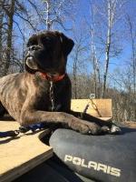 In the Woods Boxers and Bulldogs Boxer breeder