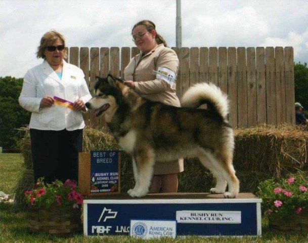 Alaskan Malamute Breeder 27282