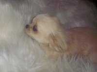 Gods Creations Chihuahua breeder