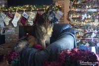 Tiltonhaus German Shepherd Dog breeder