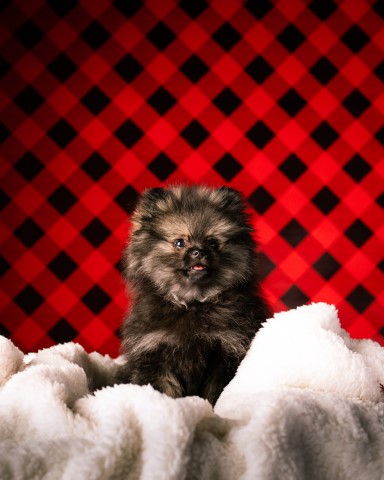 Pomeranian Stud 29501