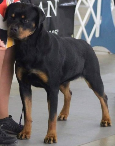 Rottweiler Breeder 17327