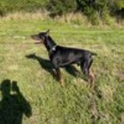 Doberman Pinscher Stud 29381