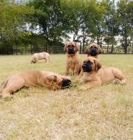 Red River Mastiff Mastiff breeder