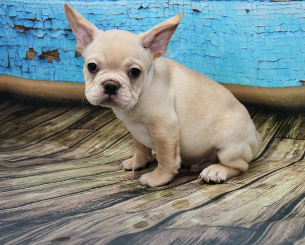 Bulldogs Of Long Island, French Bulldog Breeder in Port ...