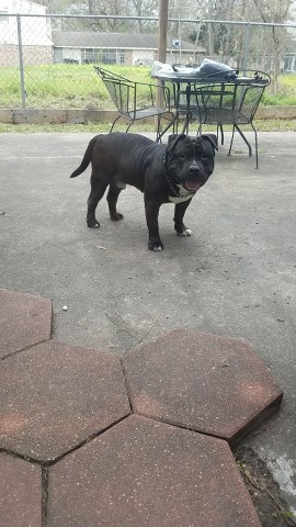 Big Head Monsta'z Bully Kennel