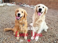 Goldens with Grace Golden Retriever breeder