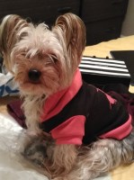 Janelle Lacey - Yorkshire Terrier Breeder Yorkshire Terrier breeder