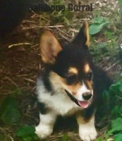Bellibone Corral - Pembroke Welsh Corgi Breeder Pembroke Welsh Corgi breeder