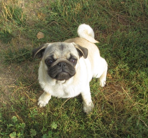 Happy Valley Pugs