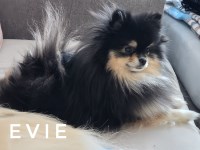 Pomeranian thumbnail
