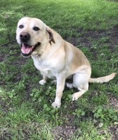 Shaun Roberts - Labrador Retriever Stud