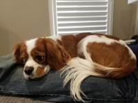 Lisa - Cavalier King Charles Spaniel Stud