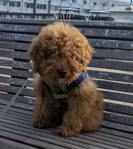 lilretrievers